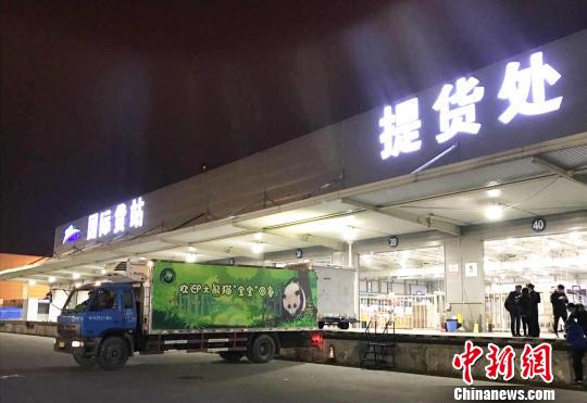 旅美大熊猫“宝宝”抵达成都将在基地隔离一个月