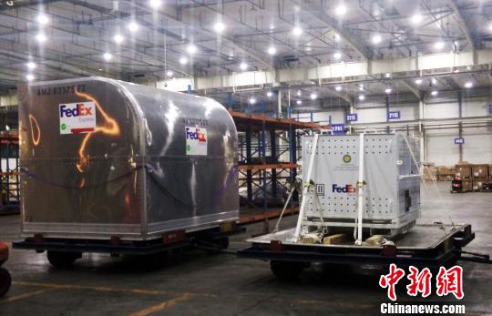 大熊猫“宝宝”在抵达成都。　王季思 摄