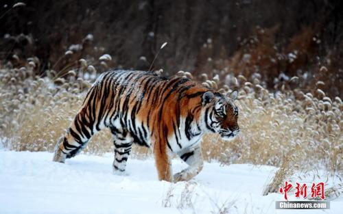 图为动物园内的东北虎。刘丹/摄