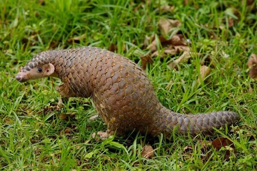 穿山甲。<a target='_blank' href='http://www.chinanews.com/' _fcksavedurl='http://www.chinanews.com/'></p></table>中新社</a><p>　　发 CNA 摄