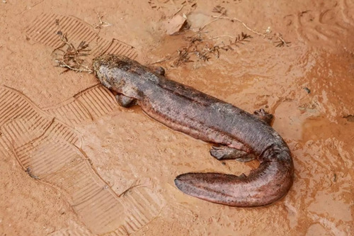 娃娃鱼。<a target='_blank' href='http://www.chinanews.com/' _fcksavedurl='http://www.chinanews.com/'></p></table>中新社</a><p>　　发 仲雁铭 摄