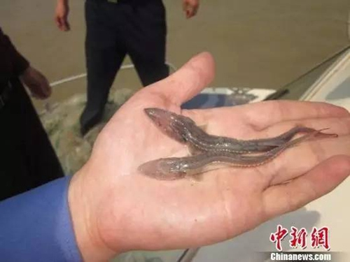 长江江苏段发现珍稀中华鲟幼苗 周翔 摄