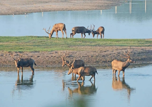 野生麋鹿。<a target='_blank' href='http://www.chinanews.com/' _fcksavedurl='http://www.chinanews.com/'></p></table>中新社</a><p>　　发 周古凯 摄