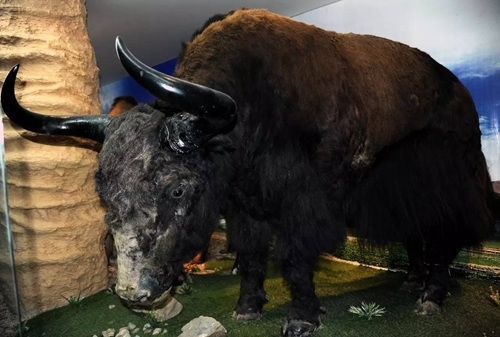 　　野生牦牛标本。<a target='_blank' href='http://www.chinanews.com/' _fcksavedurl='http://www.chinanews.com/'></p></table>中新社</a><p>　　记者 孙自法 摄