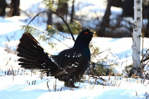 　　保护区野生鸟类：细嘴松鸡，属国家一类?；ざ?。<a target='_blank' href='http://www.chinanews.com/' _fcksavedurl='http://www.chinanews.com/'></p></table>中新社</a><p>　　发 杨树海 摄