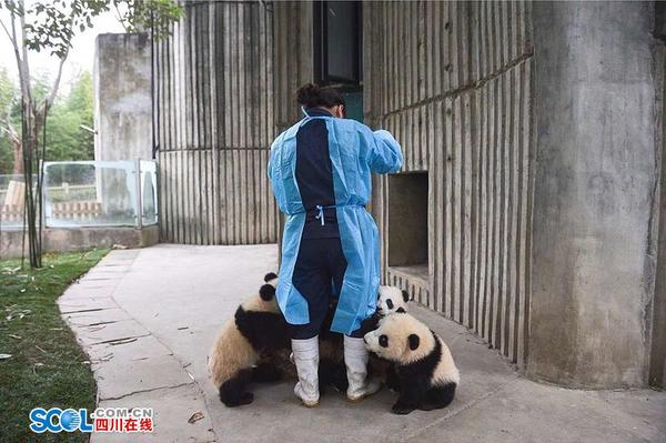 39岁的段东琼大学毕业就到成都大熊猫繁育研究基地，已经工作了18年。目前是月亮产房一个饲养员小组的组长，带领着一个五人的小团队，工作主要是负责雌性大熊猫的受孕、分娩和幼年大熊猫的照顾等。 记者 郝飞 摄影报道