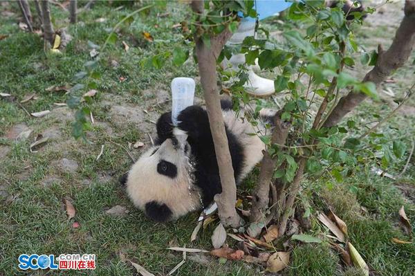 不到一岁的幼年大熊猫对食物要求很高，配方奶粉和水的比例一丁点也不能出错。 记者 郝飞 摄影报道