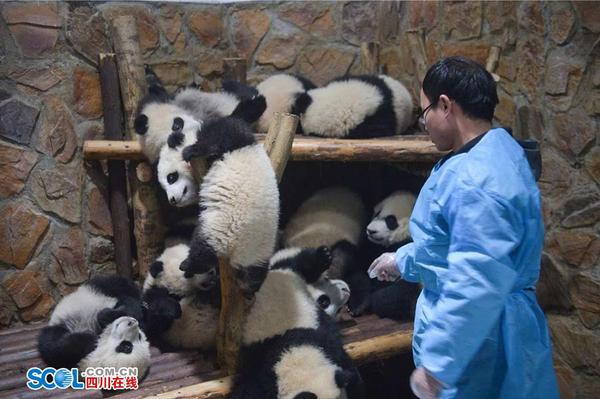 成年大熊猫只喜欢吃竹子鲜嫩的部分，剩余部分弃而不食。饲养员们每天要把吃剩的竹子搬运清空，打扫散落的竹子枝叶并把运动场清理干净。 记者 郝飞 摄影报道