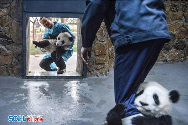 段东琼说：“产房的工作会更有趣，因为熊猫宝宝经常撒娇卖萌，每天的心情都会很好。当然责任也更加重，就像是自己的孩子一样吧。” 记者 郝飞 摄影报道