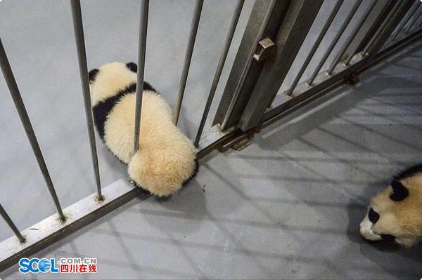想要“越狱”的熊猫宝宝。 记者 郝飞 摄影报道