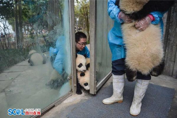 熊猫宝宝最喜欢的是在运动场里玩耍。他们爬上爬下、滚来滚去的样子，更是游客们最爱看的项目。陪着他们耍高兴，也是饲养员的工作之一。 记者 郝飞 摄影报道