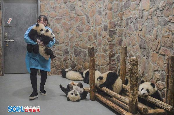 要成为一个合格的熊猫保姆，光会陪吃陪玩还不行，清扫大熊猫运动场及圈舍是饲养员的基本工作之一?！澳堂ǘ购靡恍饕澄锸悄?，圈舍内比较干净。熊猫妈妈们的圈舍就不行了，需要每天精心打扫?！倍味斫樯?。 记者 郝飞 摄影报道