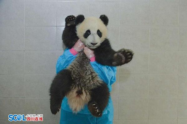 由于大熊猫人工繁育技术的突破，基地在世界上首创了繁育成活大熊猫双胞胎，并实现幼崽全部存活的先例。熊猫妈妈的母乳不够了。为了解决吃这个大事，饲养员们为熊猫宝宝们准备精心调制了配方奶粉。 记者 郝飞 摄影报道