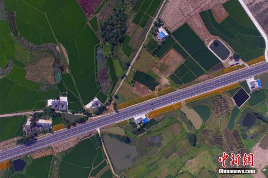 7月28日，在湖北省宜昌市枝当一级公路枝江段，两旁的花海美景引得众多游客纷纷驻足观看。枝当一级公路枝江段长15.83公里，其绿化带单边宽11米，绿化总面积30多万平方米。图为路两旁都是乡村风景。周星亮 摄