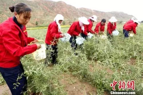 资料图：贫困县农民发展种植业。张添福 摄