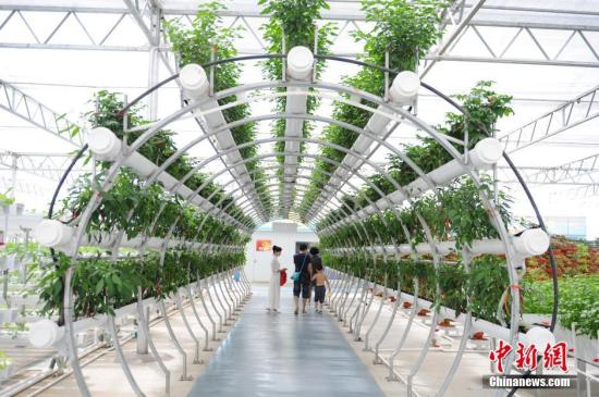 资料图 市民在气雾栽培展馆参观。 <a target='_blank' href='http://www.chinanews.com/'>中新社</a>记者 贺俊怡 摄