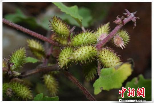 苍耳。(资料图) 钟欣 摄