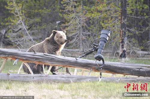 5月25日消息(具体拍摄时间不详)，美国怀俄明州，黄石国家公园，一只500磅笨拙的灰熊想要当一回摄影师，但是最终的结果是一台非常昂贵的相机被其毁坏。在毁坏相机和三脚架前，灰熊先查看把玩了一番。幸运的是，被毁的相机是野生动物摄影师 Andrew Kane租用的，并且他用另一部相机捕捉下了这一幕。灰熊开始向Kane靠近时他只得放弃了相机，Kane跑到树丛中安全的地方观察了灰熊毁坏相机的过程。图片来源：CFP视觉中国