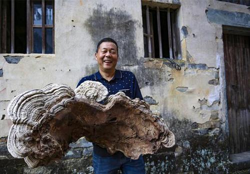 村民采特大灵芝 长相像人脸一人几乎抱不下