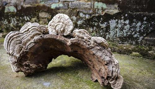 村民采特大灵芝 长相像人脸一人几乎抱不下