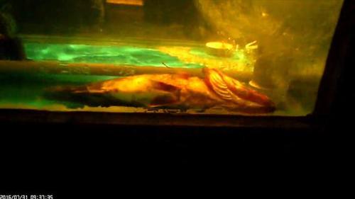 媒体曝俏江南黑厨内幕:扫把洗锅 臭鱼冒充活桂鱼