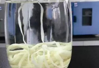 太惊恐！吃牛排长五米虫子 这样的牛排你还敢吃吗（组图）