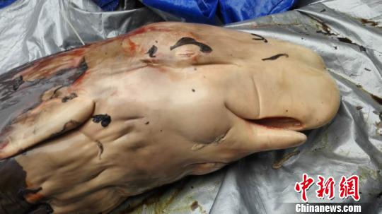 搁浅大亚湾死亡抹香鲸体内发现胎盘专家称属世界首例