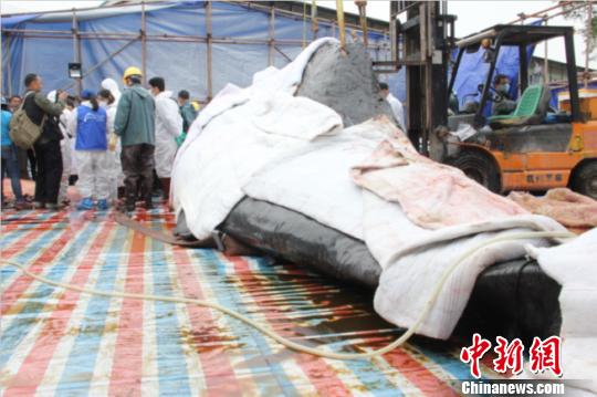 解剖抹香鲸现场 康孝娟 摄