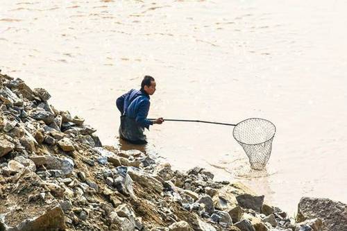市民黄河岸边放生鲤鱼 后脚便被人捞走售卖(组图)
