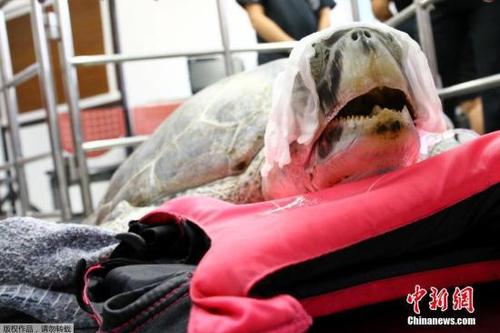 当地时间2017年3月21日，泰国曼谷，海龟Omsin曾误吞许愿池内915枚硬币，结果导致严重健康问题，泰国朱拉隆功大学早前为其手术取出硬币，但由于健康问题，3月21日Omsin去世。（资料图）