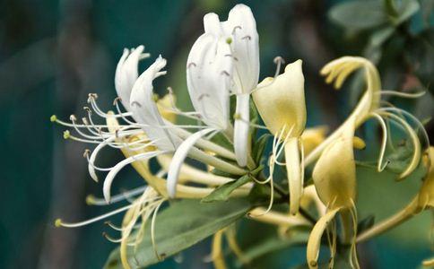 女人长痘痘怎么办 女人长痘痘喝什么茶好 喝哪些茶清热祛痘