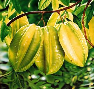 注意！肾脏不好千万别吃杨桃 小心中毒