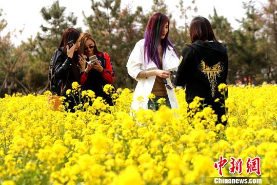 山东赏花经济火热专家建议发展“花海+”产业