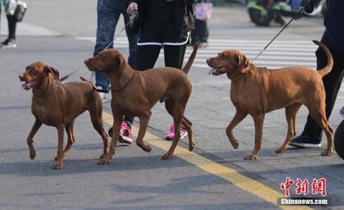 资料图：图为宠物狗在主人的牵引下参加长跑。 中新社记者 泱波 摄