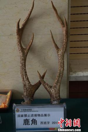 4月11日，发布会现场展示辽宁口岸截获国家禁止进境的鹿角。　沈殿成 摄