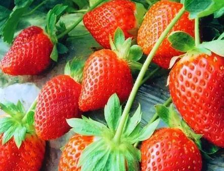 春困来袭 菠菜草莓菠萝能有效缓解