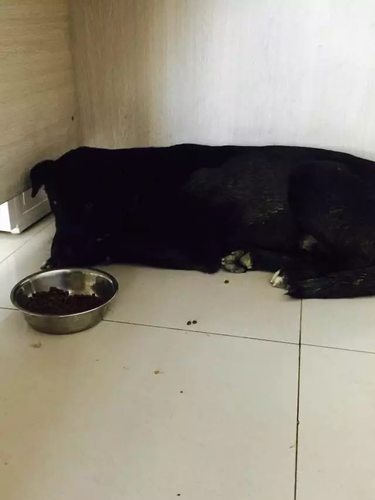 男子被传虐狗遭人肉谩骂险挨打 真相却是这样