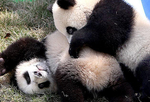 合起来就是胖!大熊猫龙凤胎得名“月月”“半半”