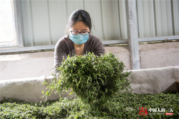 高考状元辞高薪返乡做茶