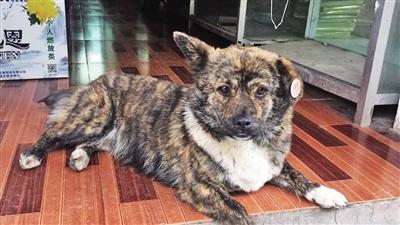 神奇！老人失踪五天四夜 小狗报信救他一命