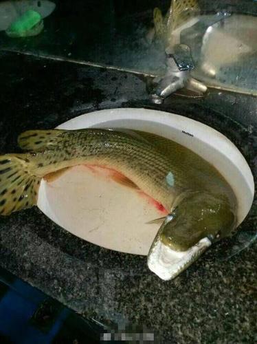 高校荷塘钓起1米长怪鱼 嘴像鳄鱼牙似锯齿 专家：吃了致命