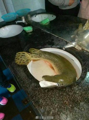 高校荷塘钓起1米长怪鱼 嘴像鳄鱼牙似锯齿 专家：吃了致命