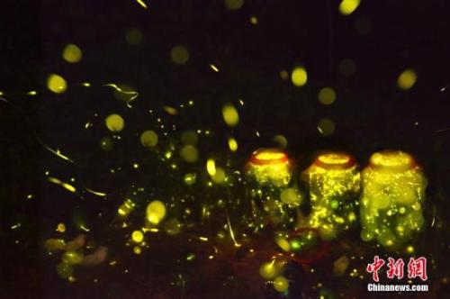  萤火虫 <a target='_blank' href='http://www.chinanews.com/'>中新社</a>发 仲雁铭 摄 图片来源：CNSPHOTO