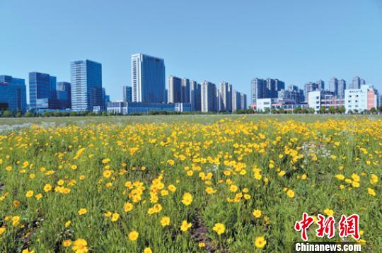杭州高新开发区(滨江)一景。 杭州市滨江区委宣传部供图