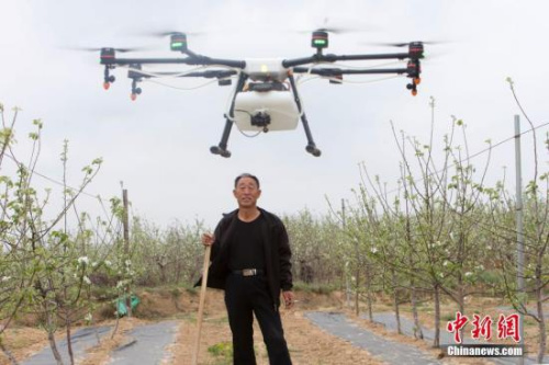 一架白色无人机在果园上空盘旋。张云 摄
