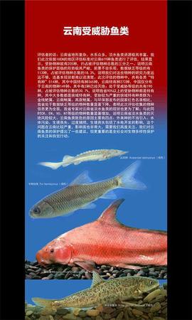 云南发首个省级物种红色名录 2625种生存受威胁