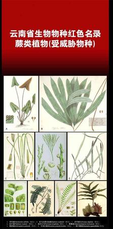 云南发首个省级物种红色名录 2625种生存受威胁