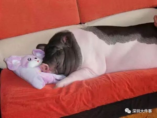 女孩把宠物猪养成400斤