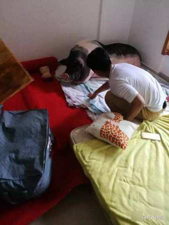 女孩把宠物猪养成400斤3