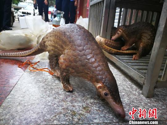 南宁海关摧毁特大濒危野生动物及其制品走私网络